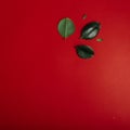 Green leaf of the ficus, Rubber fig isolated on a red background. Room Plant Interior Decoration. Hipster Funky Style Royalty Free Stock Photo