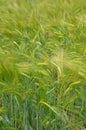 Green leaf on the field grows against the background of the sky