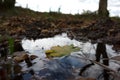 Green leaf floating in a muddy puddle Royalty Free Stock Photo