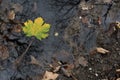 Green leaf floating in a muddy puddle Royalty Free Stock Photo