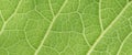 Green leaf of fluffy cover background, plant elecampane, inula h