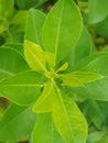 Green  folower or leaf nature photography Royalty Free Stock Photo