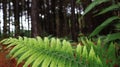 Green leaf with forest in the background