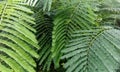 Green Leaf Forest Nature Peaceful