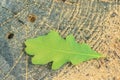 Green leaf in the forest. Oak leaf on an old tree stump. Forest nature Royalty Free Stock Photo