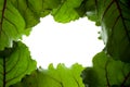 Green Leaf Frame Royalty Free Stock Photo