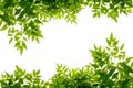 Green leaf frame isolate on white background