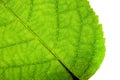 Green leaf fresh detailed rugged surface structure extreme macro closeup photo with diagonal midrib, leaf veins grooves Royalty Free Stock Photo