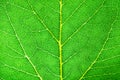 Green leaf fresh detailed rugged surface structure extreme macro closeup photo with midrib, leaf veins and grooves as a detailed Royalty Free Stock Photo