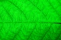 Green leaf fresh detailed rugged surface structure extreme macro closeup eco green biology background