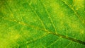 Green leaf fresh detailed rugged surface structure extreme macro closeup photo with midrib, leaf veins and grooves texture Royalty Free Stock Photo