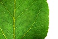 Green leaf fresh detailed rugged surface structure extreme macro closeup photo with midrib, leaf veins and grooves as a detailed Royalty Free Stock Photo