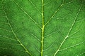 Green leaf fresh detailed rugged surface structure extreme macro closeup photo with midrib, leaf veins grooves biology background Royalty Free Stock Photo