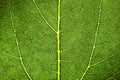 Green leaf fresh detailed rugged surface structure extreme macro closeup photo with midrib, leaf veins and grooves texture. Royalty Free Stock Photo