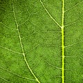 Green leaf fresh detailed rugged surface structure extreme macro closeup photo square format