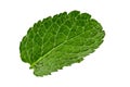 Green leaf of fresh mint with water drops on it, isolated on white background. Close up, copy space Royalty Free Stock Photo