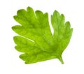 Green leaf of fresh parsley isolated on white Royalty Free Stock Photo