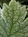 Green leaf with frost covering Royalty Free Stock Photo