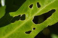 Green leaf full of feeding holes from insects Royalty Free Stock Photo