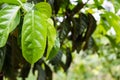 Green leaf in garden background.