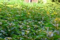 Full garden of green leaf Royalty Free Stock Photo