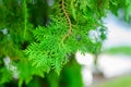 Green leaf in the garden