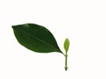 Green leaf of gardenia with young fresh leaves