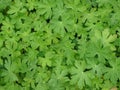 Green leaf of the geranium, beautiful green textured natural background