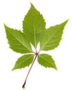 Green leaf of girlish grapes lat. Parthenocissus quinquefolia,  isolated on white background Royalty Free Stock Photo