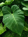Green leaf glosbe Royalty Free Stock Photo