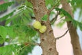 The gooseberry on the tree It is a citrus fruit.
