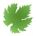 Green leaf grape