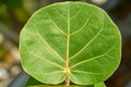 green leaf of grape plant Royalty Free Stock Photo