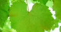 Green leaf of grapes close up. Macro shot. Royalty Free Stock Photo