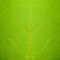 Green leaf of grapes close up. Macro shot. Royalty Free Stock Photo