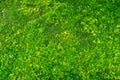 Green leaf and grass for backdrop