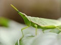 Green leaf grasshopper, photo taken from the front side, looking half the body, on green spinach leaves