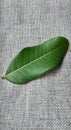 Green leaf on gray fabric background, concept of healthy and natural.