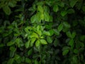 Green leaf,Green leaves pattern background, Natural background and wallpaper,Leaf texture Royalty Free Stock Photo