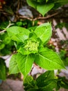 Green leaf and greened flowers Royalty Free Stock Photo