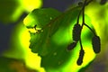 A green leaf with a greener background