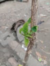 green leaf on the ground, katuk tree that starts to grow shoots