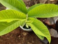 Green leaf guavas tree