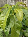 Green Leaf and Hairy Stipule of Ficus Superba Royalty Free Stock Photo