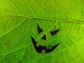 Green leaf with a Halloween face on texture background Royalty Free Stock Photo