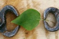 Green leaf hamstrung industry abstract conceptual background Royalty Free Stock Photo