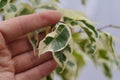 Green leaf on hand. The background is natural. Leaf flower ficus. Closeup of texture background .