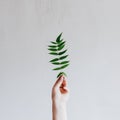 Green leaf in hand on gray background