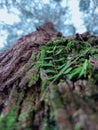 Green leaf hanging on the big tree Royalty Free Stock Photo