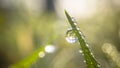 Green leaf with a hanging droplet Royalty Free Stock Photo